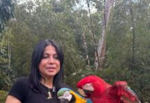Advierten sobre temporada de vuelo de pichones de guacamayas y piden evitar su captura Vuelo de pichones de guacamayas