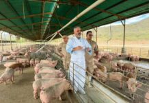 Padrino López sobre el sector porcino: “Estamos autoabastecidos con carne de cerdo”