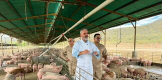 Padrino López sobre el sector porcino: “Estamos autoabastecidos con carne de cerdo”