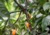 Conoce cómo proteger el cacao ante el cambio climático Conoce cómo proteger el cacao ante el cambio climático