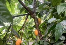 Conoce cómo proteger el cacao ante el cambio climático