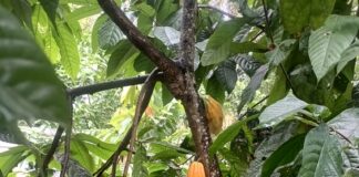 Conoce cómo proteger el cacao ante el cambio climático