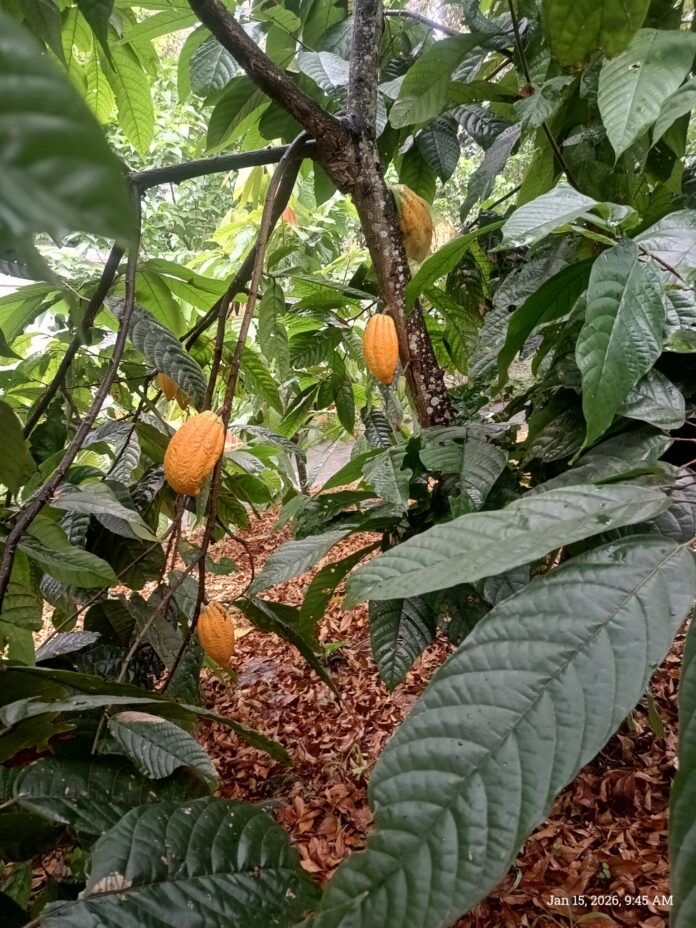 Conoce cómo proteger el cacao ante el cambio climático Conoce cómo proteger el cacao ante el cambio climático