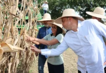 Jefa de Estado lideró inicio del Plan Cosecha de Maíz del Ciclo Invierno 2026 plan-cosecha-maiz
