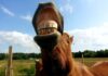 A buen entendedor | «A caballo regalado»… dientes-caballo-a caballo regalado..