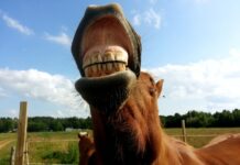 A buen entendedor | «A caballo regalado»… dientes-caballo-a caballo regalado..