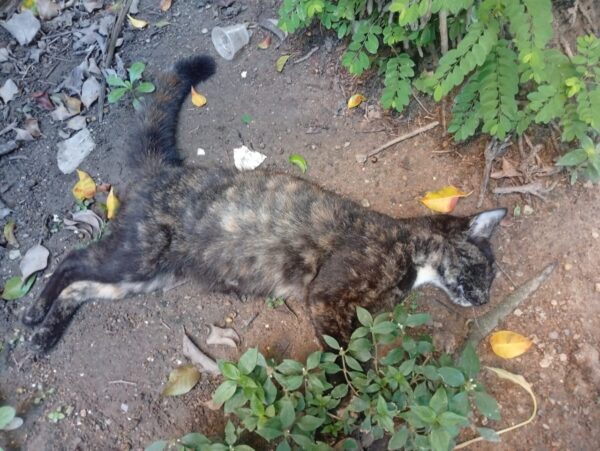 gato pardo envenenado-prebo
