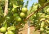 Ciudad Botánica | El guayabo, titán oculto del asfalto