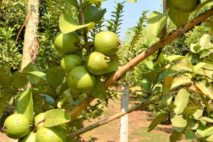 guayaba