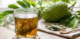 La guanábana: Aliada indispensable en la lucha contra el cáncer y la diabetes La guanábana es un poderoso antioxidante