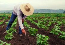 Fondos petroleros al sector agropecuario