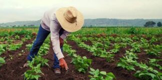 Fondos petroleros al sector agropecuario