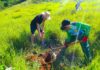 Reforestada la naciente del río El Ñiopo en Naguanagua