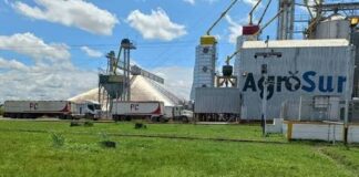 Todo listo para cosecha del maíz y arroz del ciclo invierno 2026