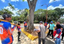 Capacitan y certifican a cuadrillas ambientales de poda técnica en Valencia