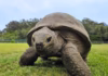 La tortuga jonathan, de 194 años, podría revelar claves de la longevidad