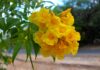 Ciudad Botánica | El saúco amarillo: el espectáculo dorado de Valencia