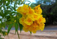 Ciudad Botánica | El saúco amarillo: el espectáculo dorado de Valencia