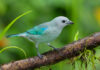Venezuela logra 4to lugar mundial de avistamiento de aves durante el October Big Day 2026 En observación de aves October Big Day 2026