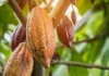 Diplomado especial de cacao y chocolate dictatarán en Aragua Diplomado