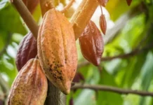 Diplomado especial de cacao y chocolate dictatarán en Aragua Diplomado