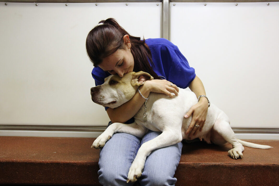 Ley de Trato Digno y Responsable a los Animales de Compañía