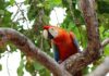 Guacamaya-fauna silvestre