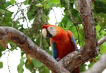Montaña y fauna silvestre: Visitar sin alterar Guacamaya-fauna silvestre