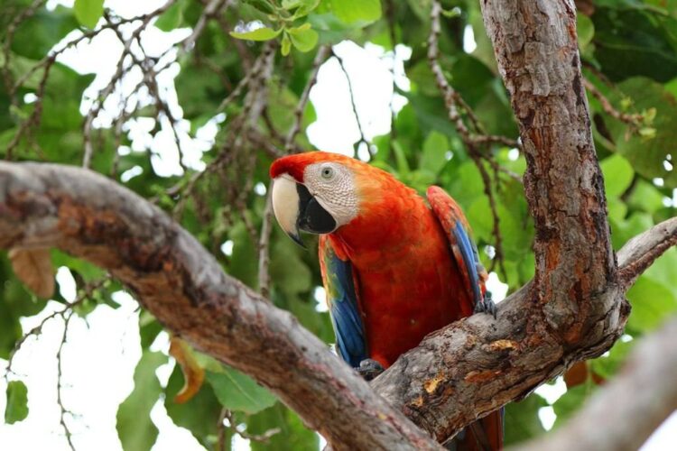 Guacamaya-fauna silvestre Guacamaya-fauna silvestre