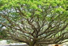 Ciudad Botánica | El samán: rey del paisaje urbano y rural de Carabobo