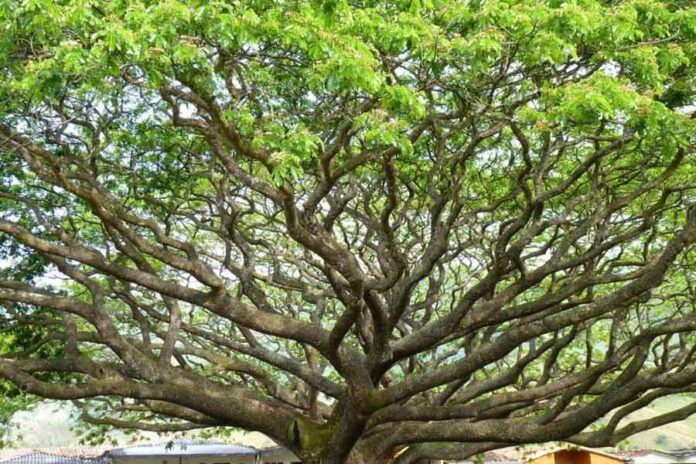 Haiman-el-troudi-el-frondoso-saman-arbol-de-la-lluvia-09