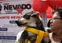 gobierno-duplica-vacunacion-mascotas