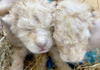 Cachorros de león blanco de Timbavati