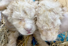 Cachorros de león blanco de Timbavati