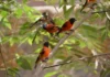 October Big Day 2026 venezuela biodiversidad aviar