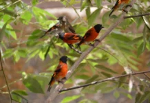 October Big Day 2026 venezuela biodiversidad aviar