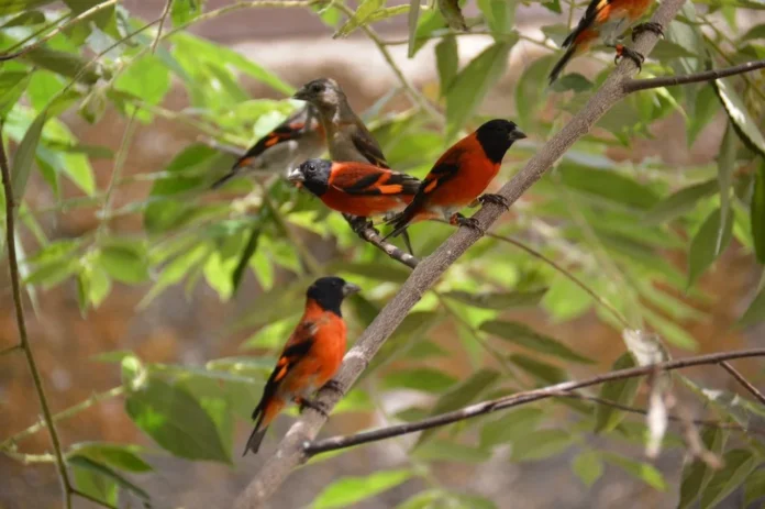 October Big Day 2026 venezuela biodiversidad aviar
