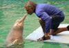 Partió a la eternidad Miguel Saturnino Jiménez «Tonino», eterno entrenador de las toninas de Valencia Tonino y tonina en el Aquarium de Valencia