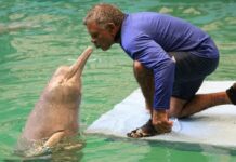 Partió a la eternidad Miguel Saturnino Jiménez «Tonino», eterno entrenador de las toninas de Valencia Tonino y tonina en el Aquarium de Valencia