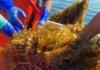 ZEE Nueva Esparta exporta 164 toneladas algas marinas y pescado hacia cinco países Algas marinas y pescado congelado