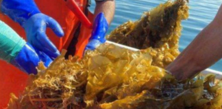 Algas marinas y pescado congelado