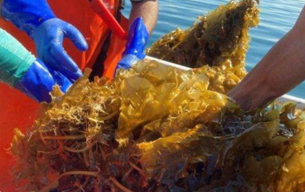 Nueva Esparta exporta 164 toneladas algas marinas y pescado hacia cinco países Algas marinas y pescado congelado