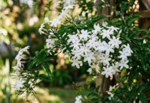 Cómo cultivar jazmín estrella en maceta y conseguir que perfume tu balcón