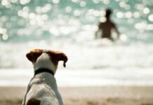 Ciudad Mascota | Los retos de cuidar a tu perro según el clima perro-costa-clima 2