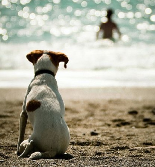 perro-costa-clima 2 perro-costa-clima 2